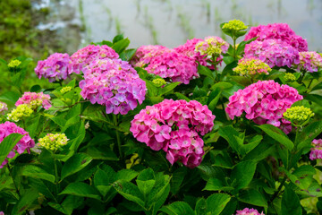 枝川内のあじさい