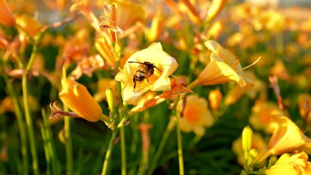 big bumble bee flies lands crawls into daylilly collecting pollen and nectar