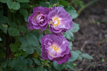 Blue rose in garden.