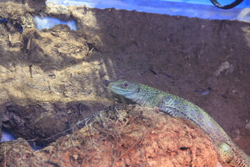 ホウセキカナヘビ