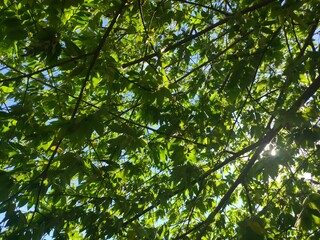green leaves and sun