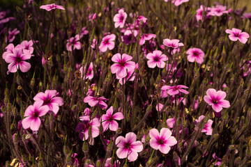 Fototapeta premium flowers in the garden