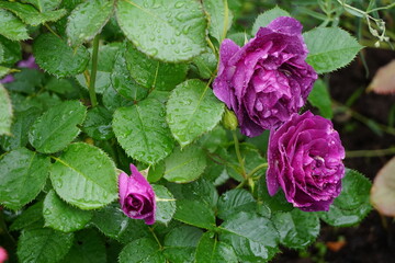 Purple rose after rain