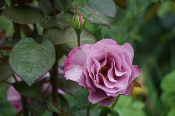 Blue rose in garden
