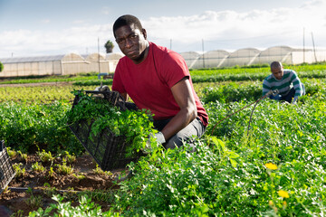 Naklejka na ściany i meble Skilled african man engaged in gardening picking fresh parsley on farm at sunny day