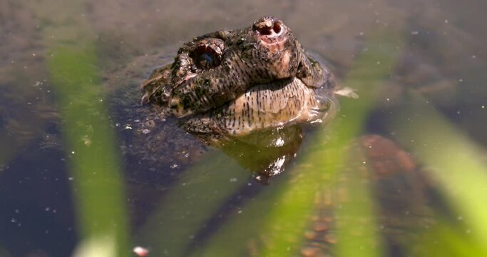 a pond snapping turtle close up of face staring and peering from just above the surface of the water before slowly submerging