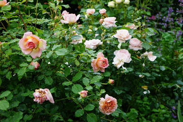 Pink and white roses.
