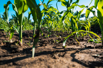 young corn growth