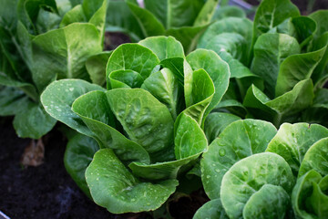 Beautiful organic Mini Cos or Green Oak Lettuce garden on the soil growing, Agriculture bio...