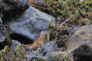 【北海道】エゾナキウサギ