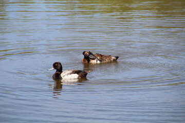Itchy Ducks, Pylypow Wetlands, Edmonton, Alberta