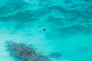 Hawaiian green sea turtle swimming off of Waikiki Beach