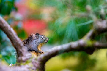 Gray squirrel in an evergreen pine tree
