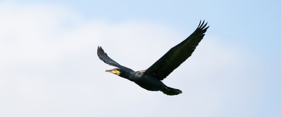 Detailed Cormorant in flight with spread wings. Against a blue sky with white clouds. Copy space, cover, webbanner, social media