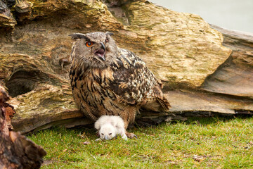 Wild Eagle Owl mother and a white chick. The one week old white owl stands at the legs of the large bird of prey. Beak open