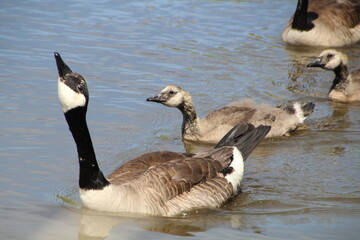 Alert Mother Goose, Pylypow Wetlands, Edmonton, Alberta