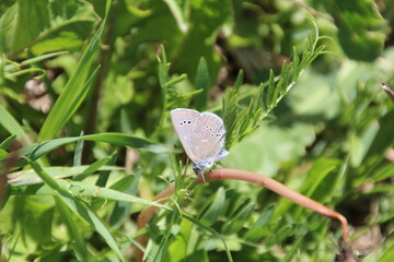 Pale Blue Butterfly, Pylypow Wetlands, Edmonton, Alberta