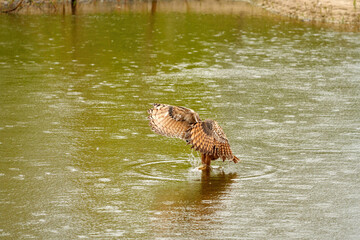 Detailed close up of a wild Eagle Owl. The bird of prey flies with outspread wings just above the water of a lake. Grabs the prey with its paws. Reflection in green water