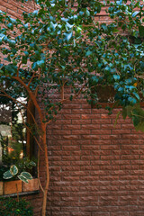 Fototapeta na wymiar Tree of ficus benjamina against a red brick wall.