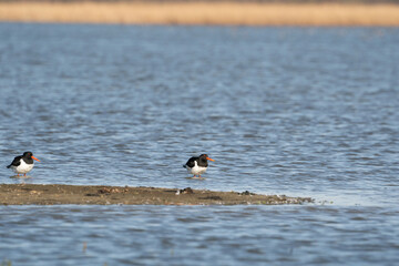 Two oystercatchers in the water. A strip of sand in the foreground. The birds with orange legs in shallow water