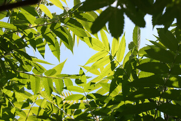 Green sumac leaves on a background of blue sky