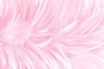 Pink pastel bird feather pattern texture for background and design.