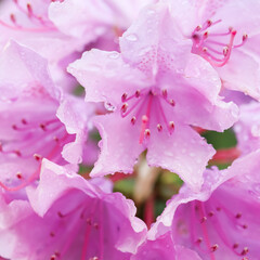 Blooming pink rhododendron flower with dew drops in a spring garden. Gardening concept. Flower background