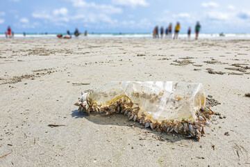 Plastic bottle on the sea sand beach with Goose Barnacles around from ocean and cloud sky blur background landscape