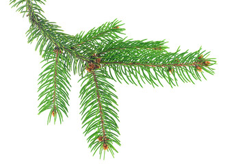 Obraz premium Branch of Fir Christmas Tree isolated on a white background. Green pine branch.