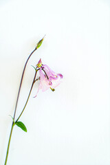 Fototapeta na wymiar aquilegia flowers on the white