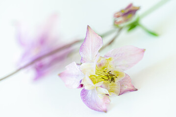 aquilegia flowers on the white