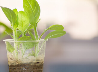 Seedlings in plastic cups