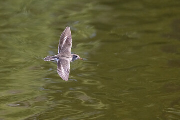 Common sandpiper bird flying over the lake