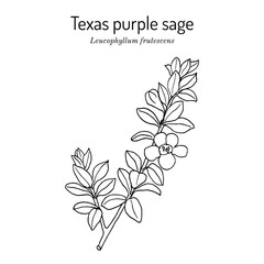 Purple Sage Leucophyllum frutescens , Official State Native Shrub of Texas.