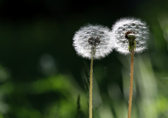 Dandelion seeds are ready to fly