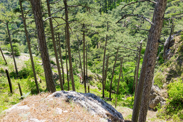 The mount Ai-Petri on a sunny day.