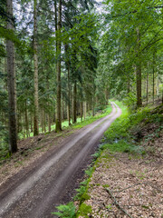 Fototapeta premium Camping im Schwarzwald