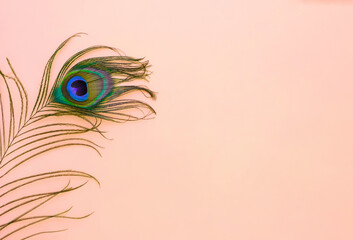 A bright colorful peacock feather on a peach pink background, top view, lay flat. Trendy bright...