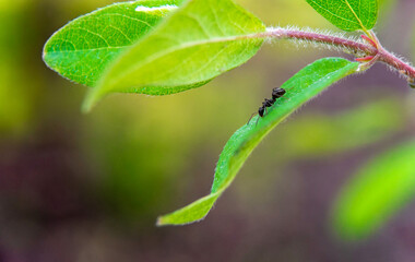 Fototapeta premium black ant sits on a green leaf on a hanging branch close-up on a blurred background of greenery
