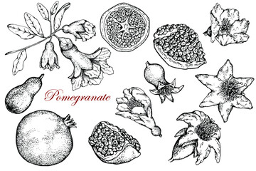 Pomegranate plants set. Flowers and fruits. Stock vector illustration. Hand drawn. Black and white sketch.Isolated on white background.Engraving. For packaging, labels of vegan food