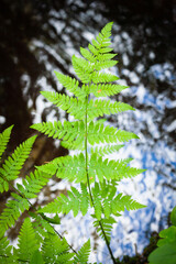 Fern with water in the background