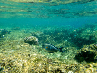 Fototapeta na wymiar Underwater view with fish, stones and algae