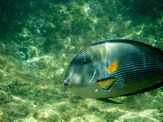 Underwater view with fish, stones and algae