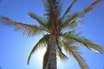 Fototapeta na wymiar Palm tree seen from bottom to top in La Paz Mexico