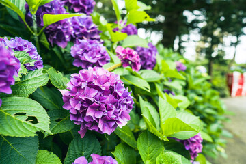 紫陽花