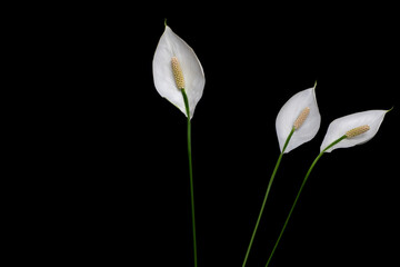 Three peace lily flowers with long stems isolated on black background. Dark still life with peace...