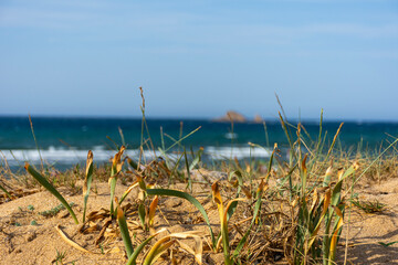 Close up of grass on the dune and the sea in the background.