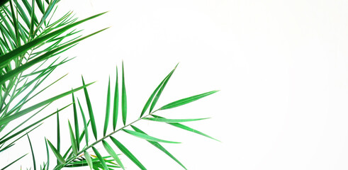 Green leaves of palm tree isolated on white background with place for text. Minimal Summer concept. Mock up. Banner