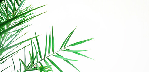 Obraz premium Green leaves of palm tree isolated on white background with place for text. Minimal Summer concept. Mock up. Banner