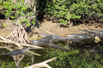 Alligators gather in the Louisiana Swamps